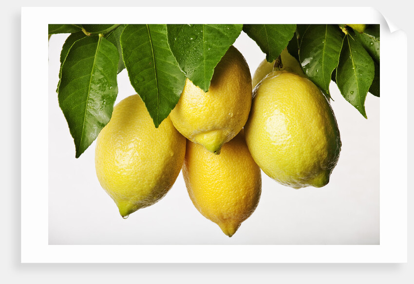 Lemons hanging from tree by Anonymous