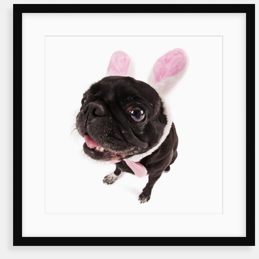 Black pug dressed with bunny ears and bow tie by Anonymous