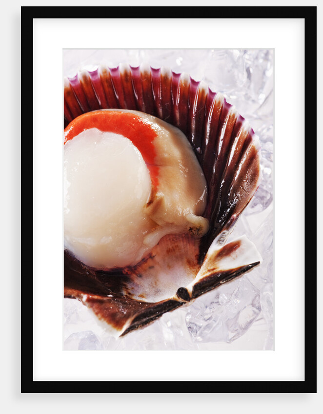 Fresh scallop in shell on ice by Anonymous