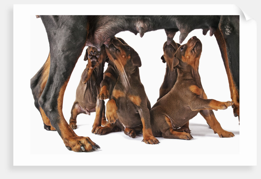 Doberman Pincher puppies suckling by Anonymous
