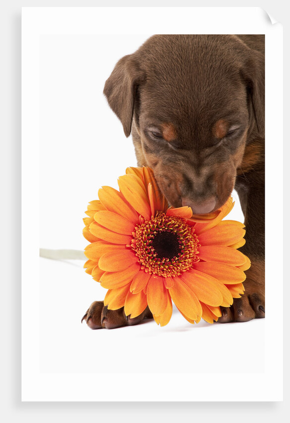 Doberman Pincher puppy biting gerbera daisy by Anonymous