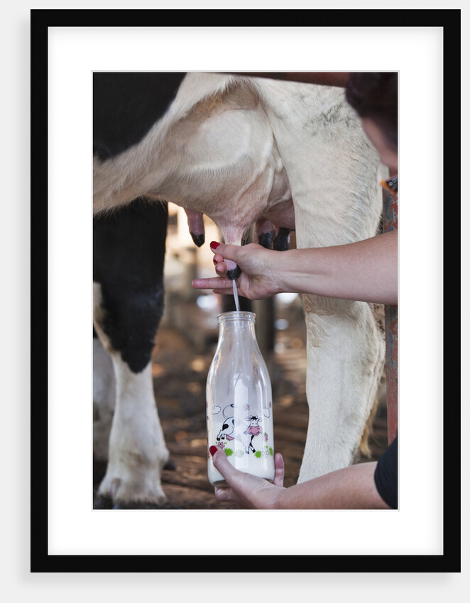 Farmer hand milking cow into milk bottle by Anonymous
