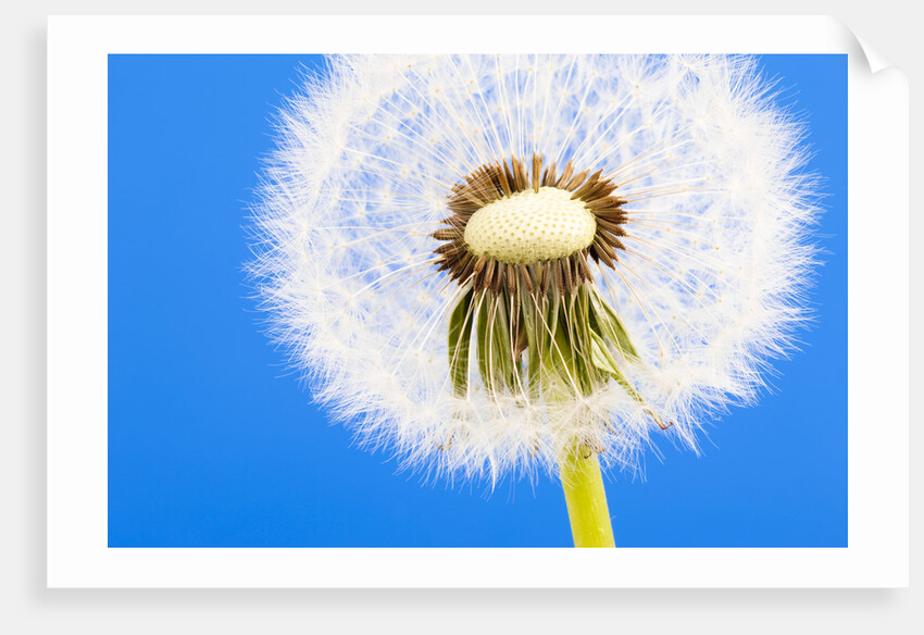 Dandelion seed head by Anonymous