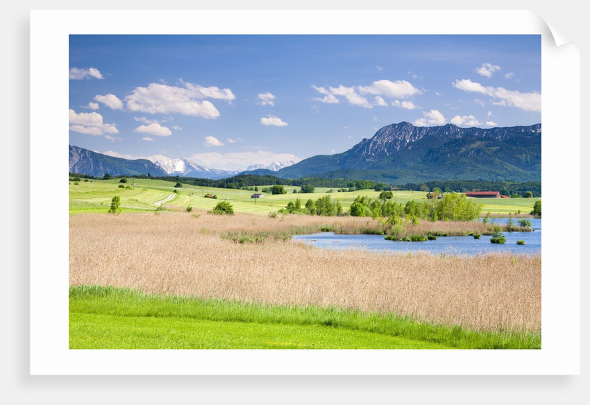 Marshland around Lake Riegsee below the Bavarian Alps by Anonymous