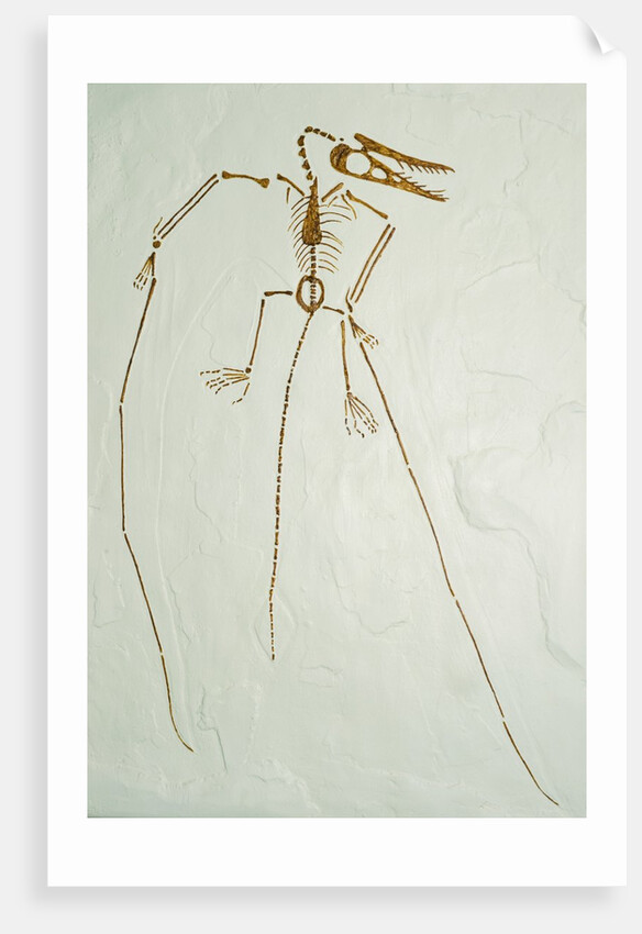 Fossil Pterosaur Ramphorhynchus gemmingi found in Bavaria by Anonymous