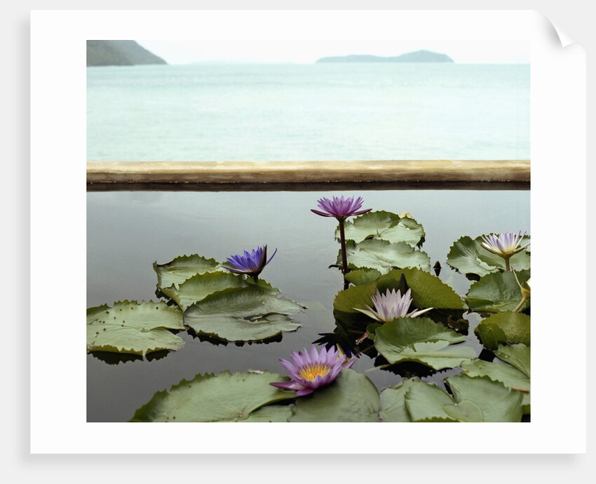 Water lilies in pond by ocean by Anonymous