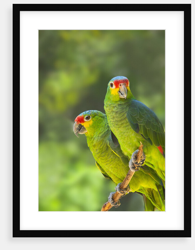 Red-lored parrots in Honduras by Anonymous