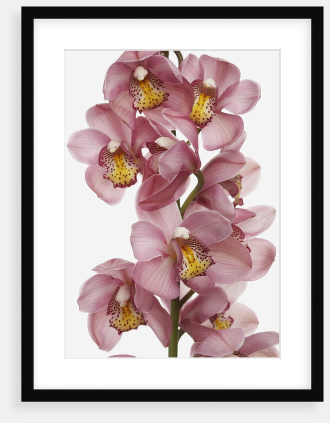 Pink Cattleya orchids by Anonymous
