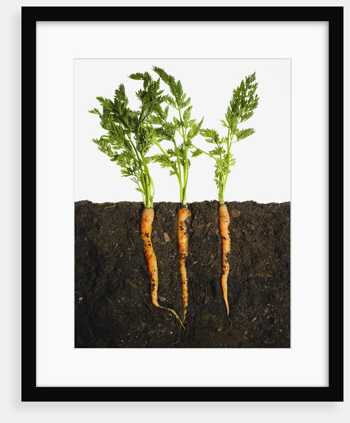 Carrots in dirt by Anonymous