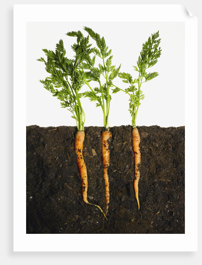 Carrots in dirt by Anonymous