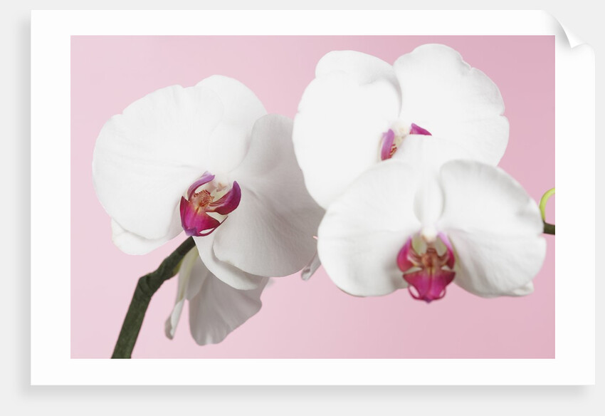 White Phalaenopsis orchids by Anonymous