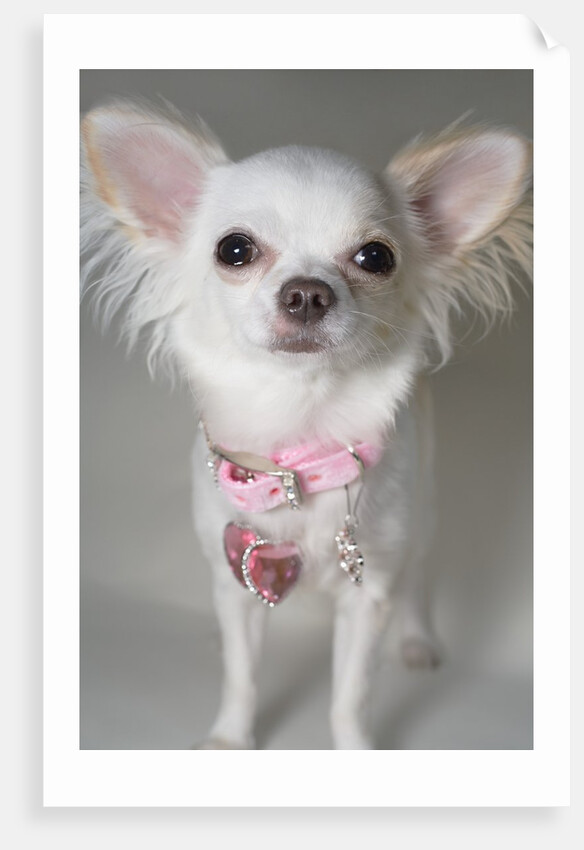 Chihuahua by Anonymous