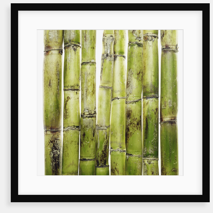 Bamboo shoots by Anonymous