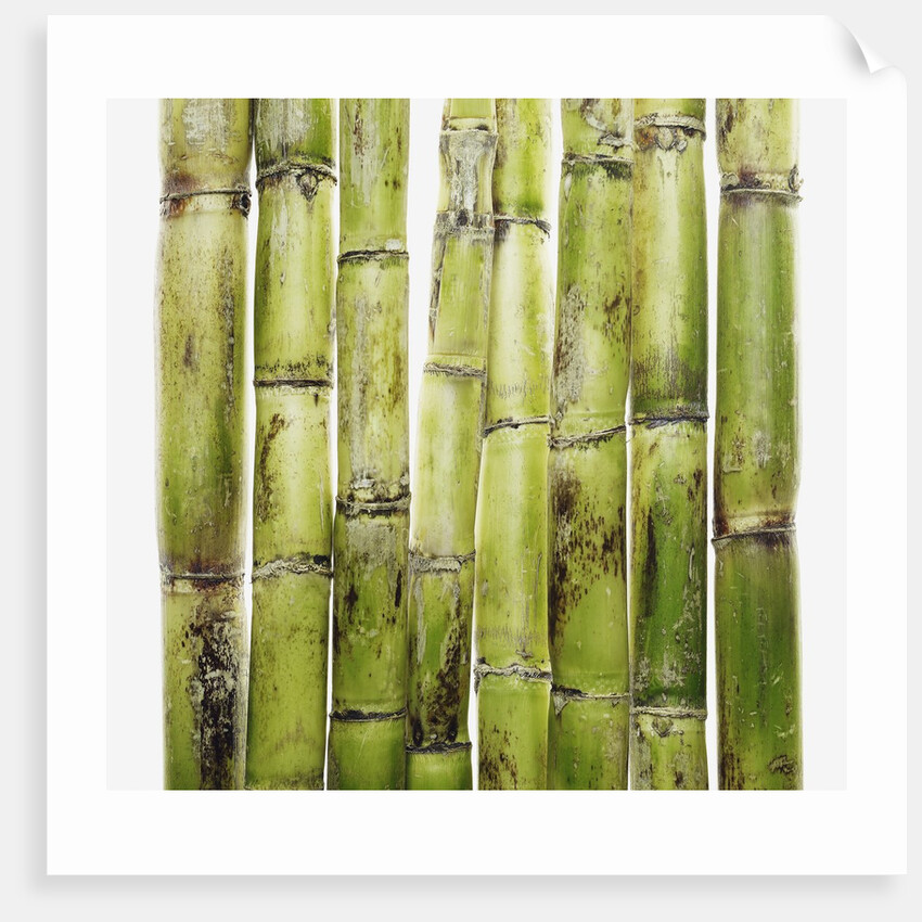 Bamboo shoots by Anonymous