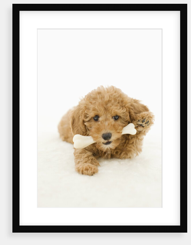 Dog with bone in mouth by Anonymous