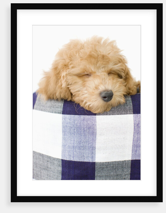 Dog sleeping by Anonymous