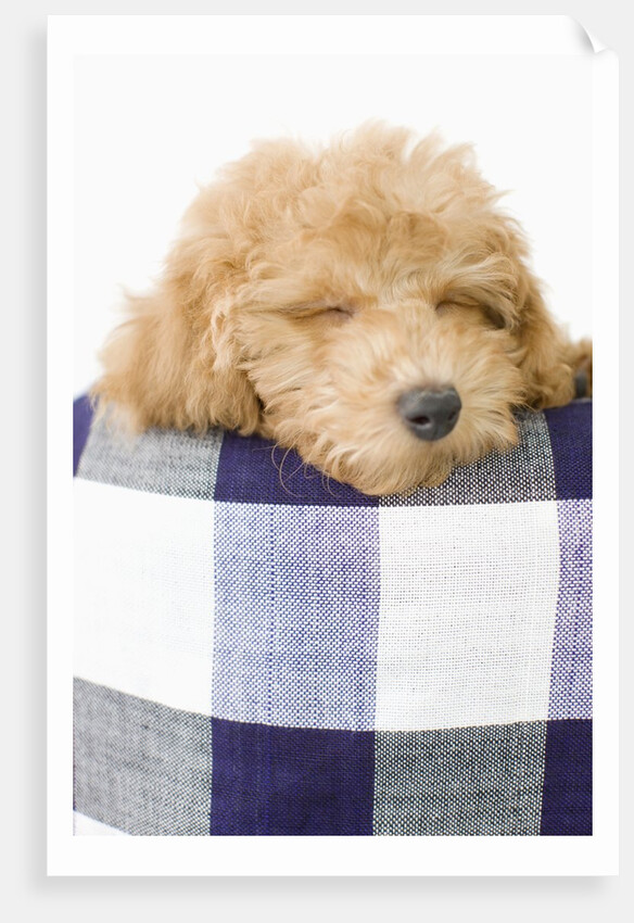 Dog sleeping by Anonymous