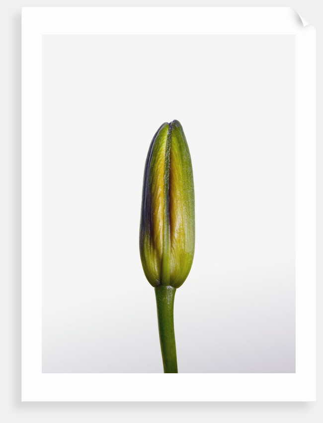 Lily bud by Anonymous