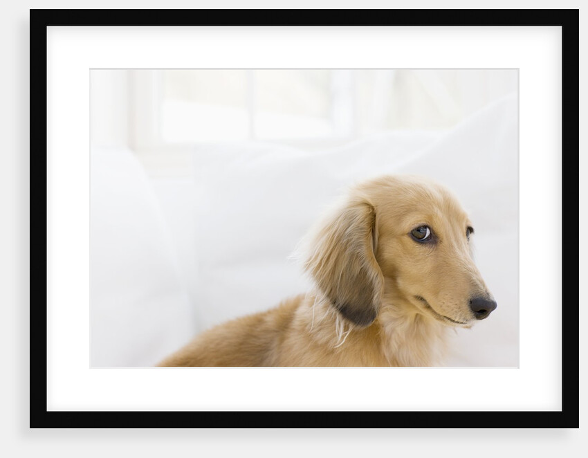 Dog by Anonymous