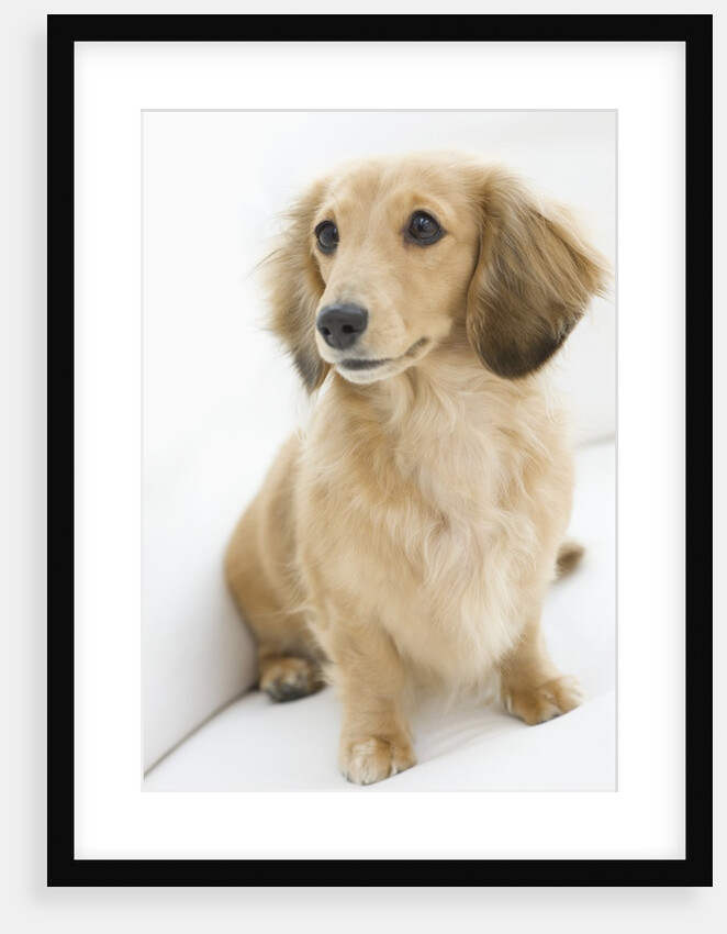 Dog by Anonymous