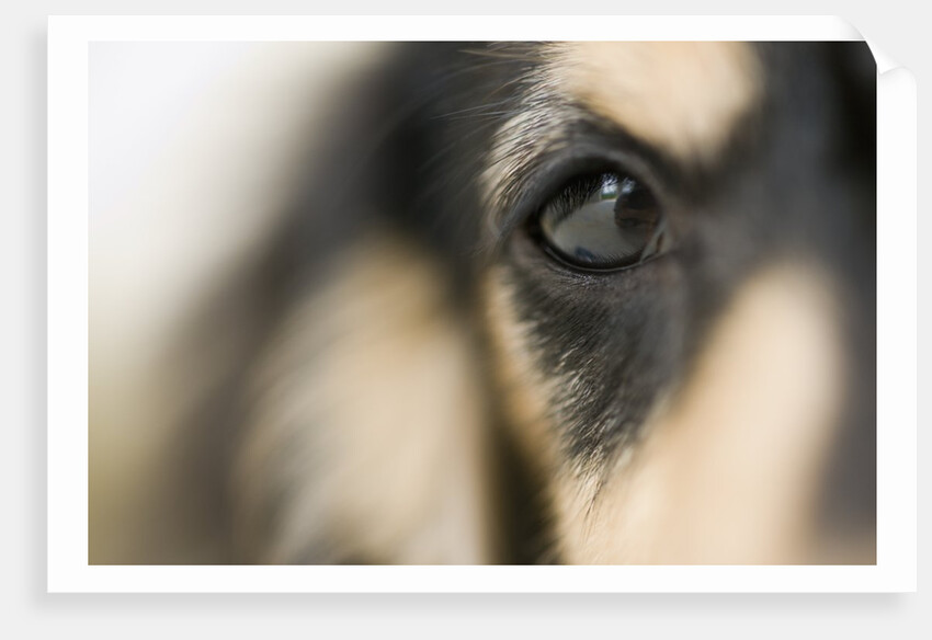Dog by Anonymous