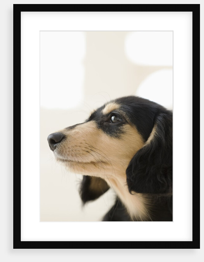 Dog by Anonymous