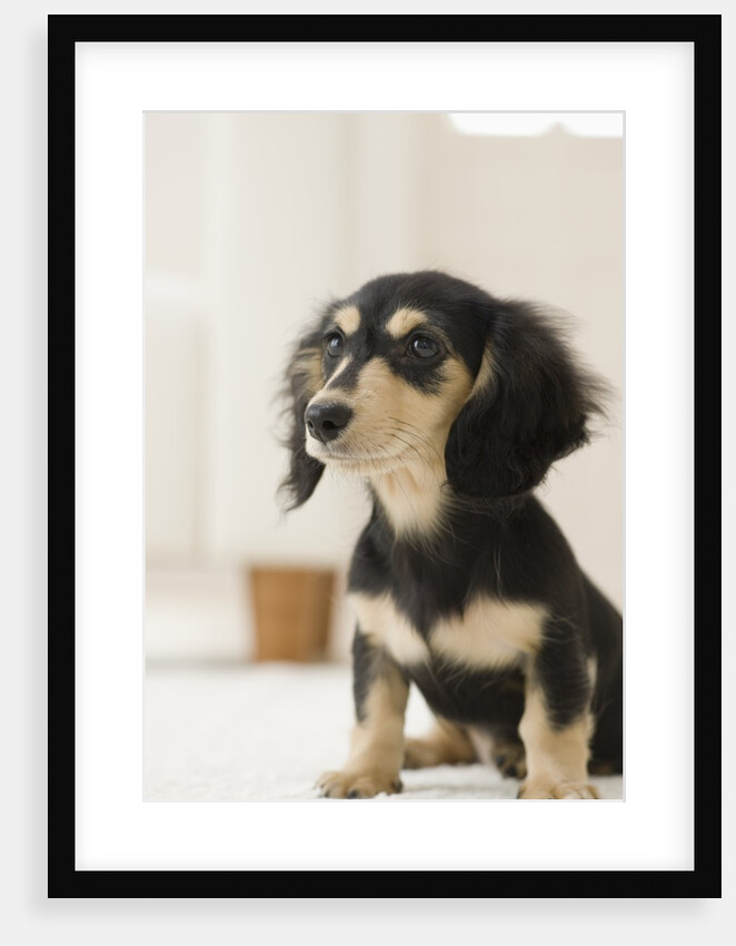 Dog by Anonymous