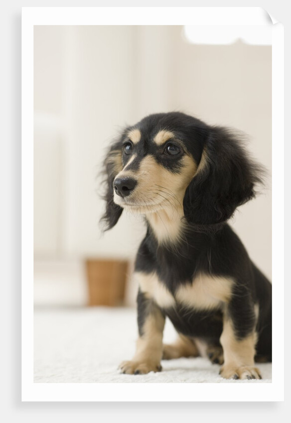 Dog by Anonymous
