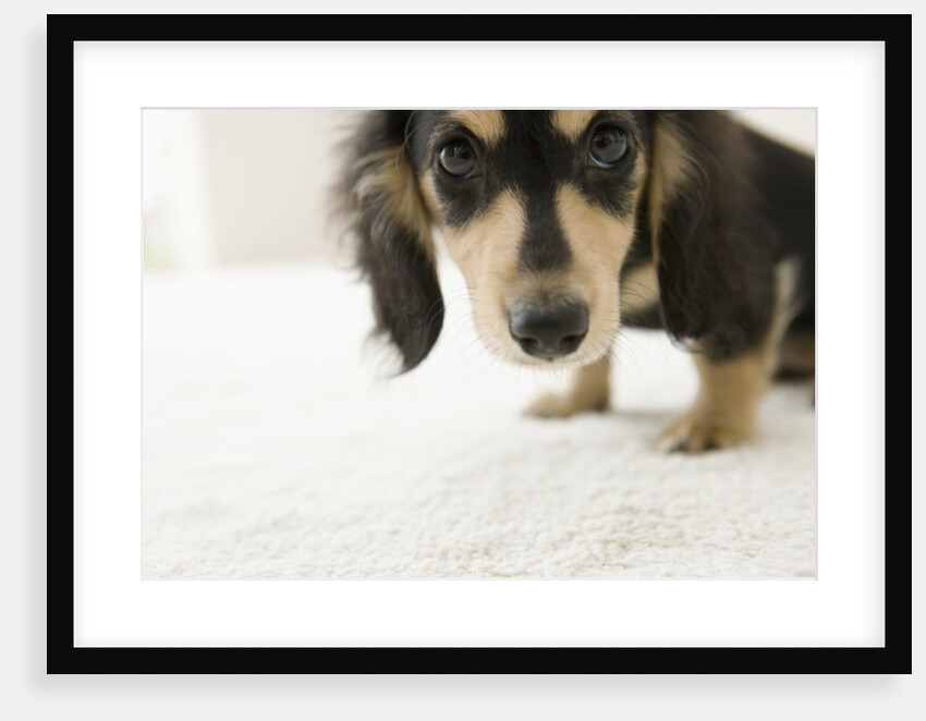 Dog by Anonymous