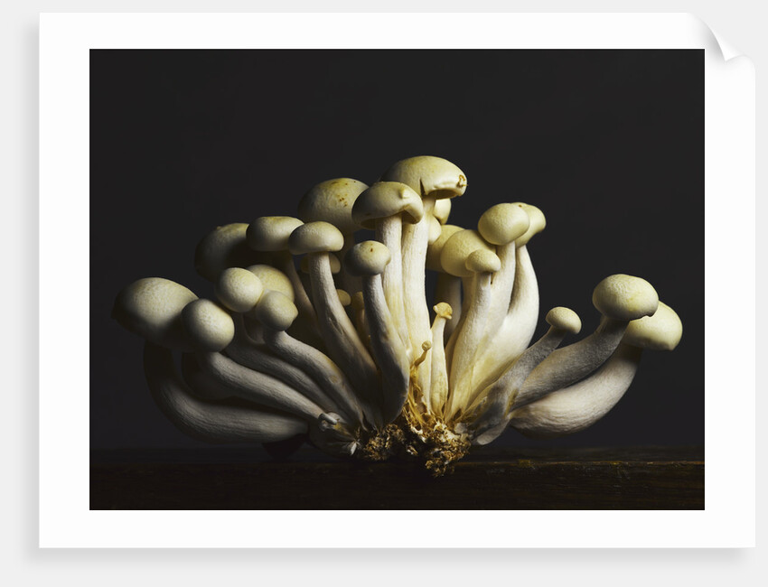 Mushrooms clustered together by Anonymous