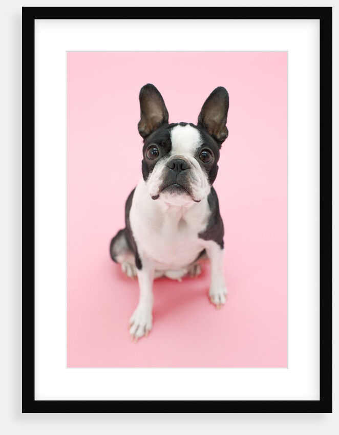 Dog by Anonymous