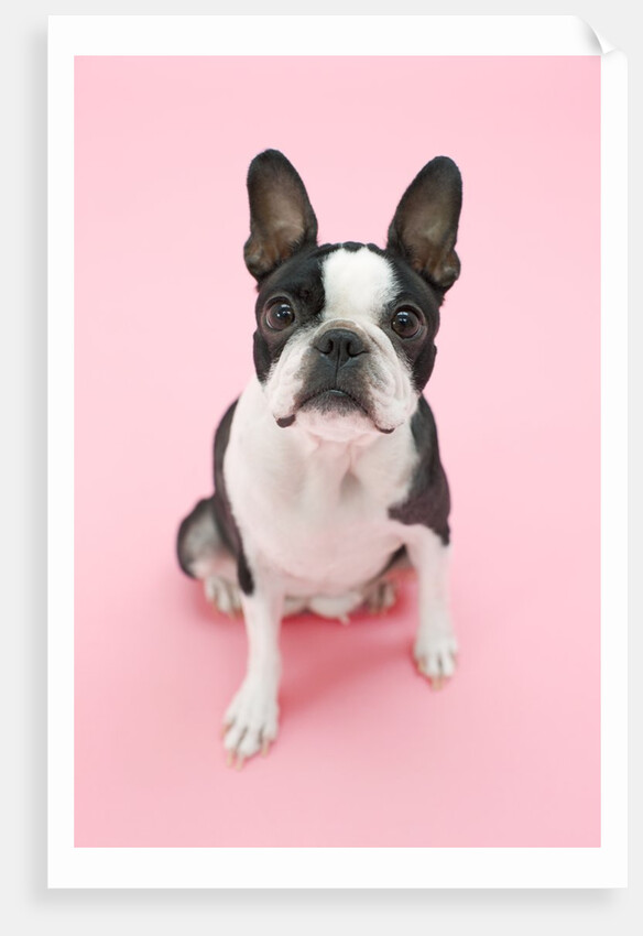 Dog by Anonymous
