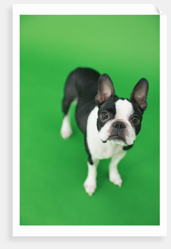 Dog by Anonymous