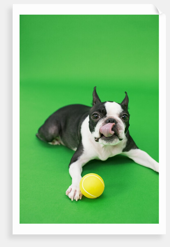 Dog playing with ball by Anonymous