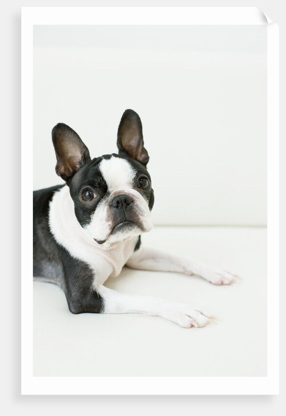 Dog by Anonymous