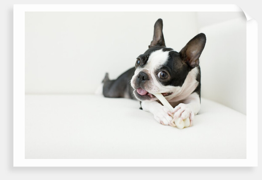 Dog on couch by Anonymous