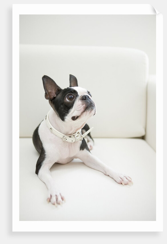 Dog on couch by Anonymous