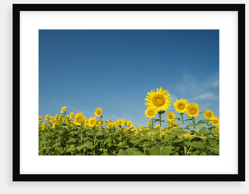 Sunflowers by Anonymous