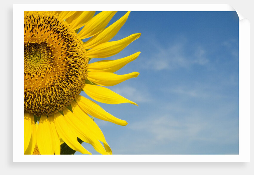 Sunflower by Anonymous