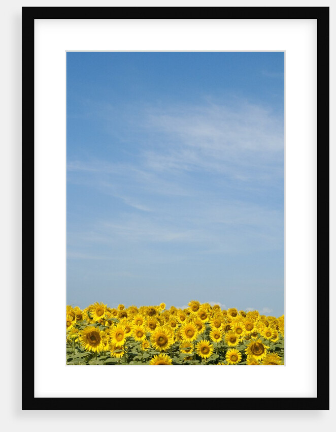 Sunflowers by Anonymous