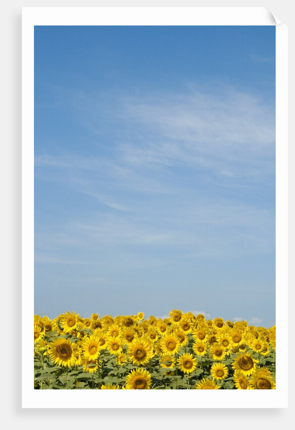 Sunflowers by Anonymous