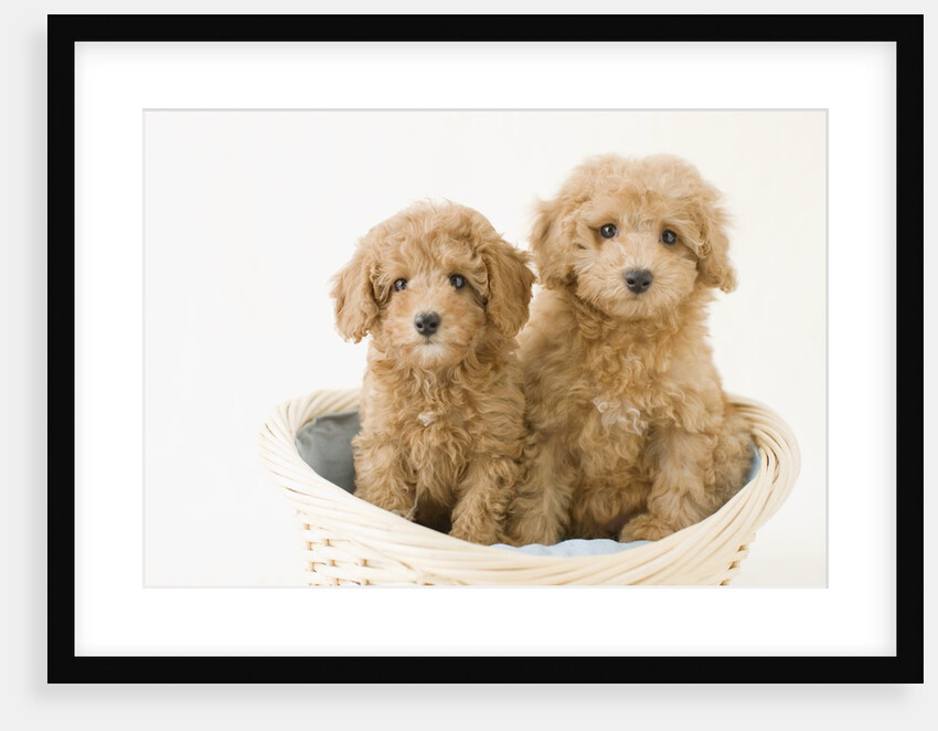 Dogs in basket by Anonymous