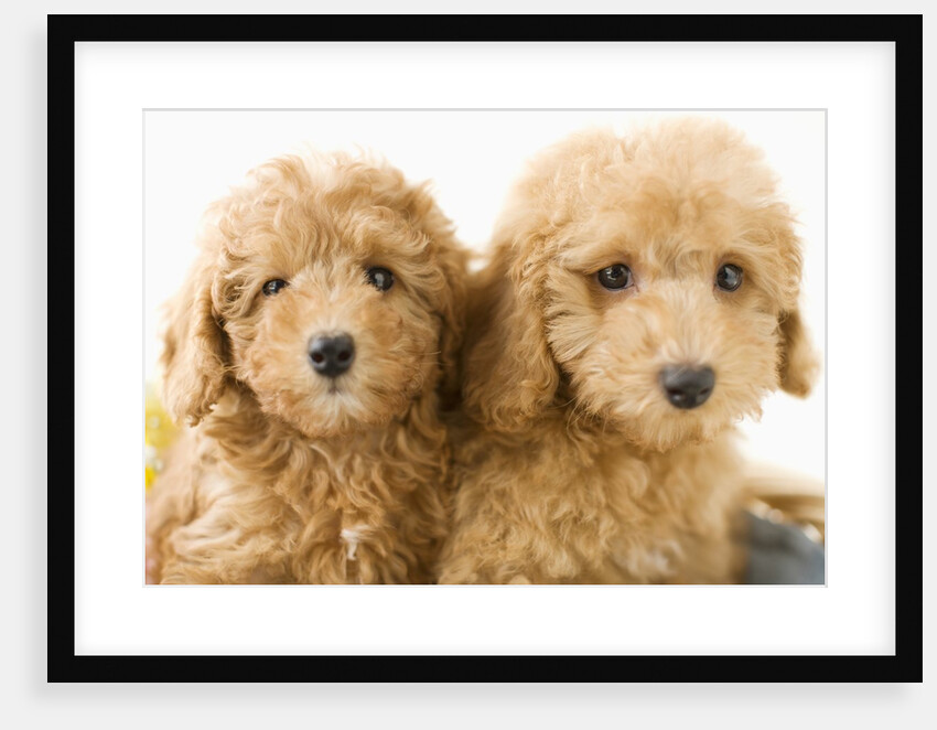 Dogs in basket by Anonymous