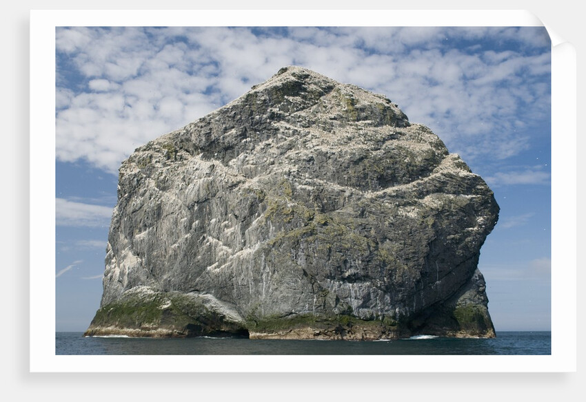 Northern gannet nesting colony atop Stac Lee by Anonymous