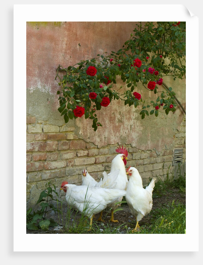 White chickens beneath roses by Anonymous