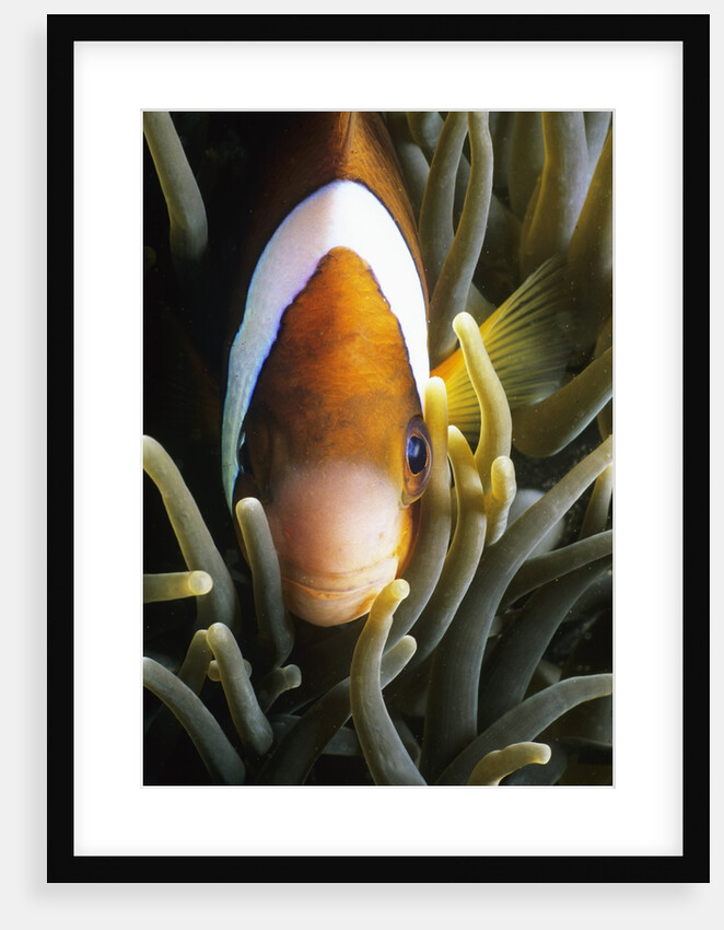 Barrier reef anemonefish in Lembeh Strait by Corbis