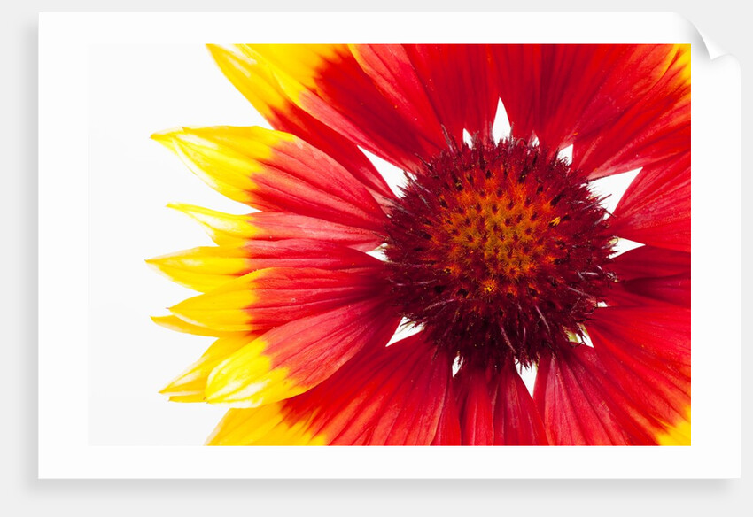 Blanketflower by Anonymous