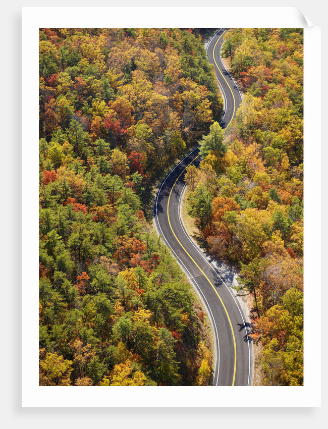 Road through Autumn forest by Anonymous