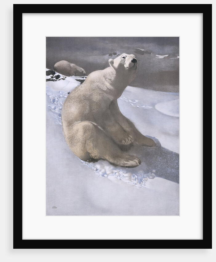 Polar bears in snow by Carl Ederer