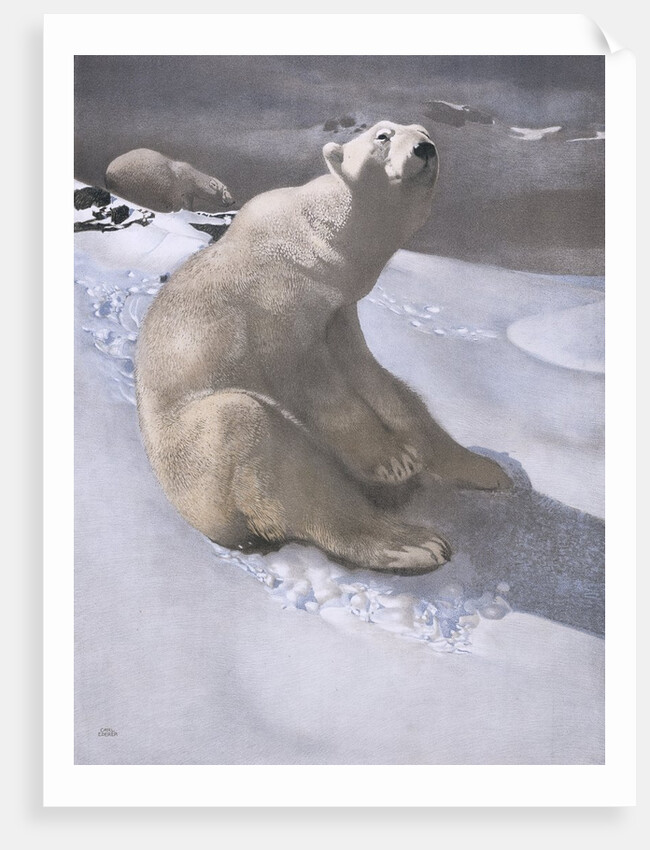Polar bears in snow by Carl Ederer